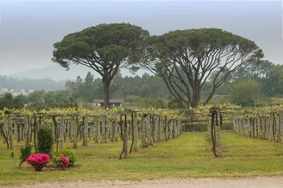 Quinta Couselo - Spanien