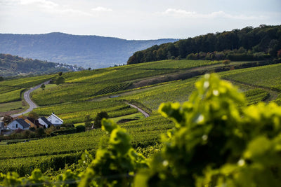 Weingut Stefan Müller