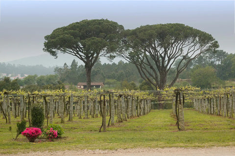 Bodega Quinta Couselo Rias Baixas D.O.